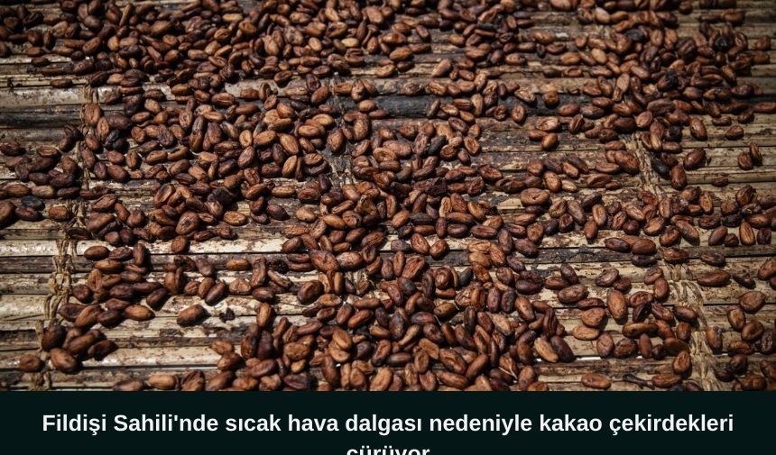 Fildişi Sahili’nde yoğun sıcaklar kakao çekirdeklerini olumsuz etkiliyor. Christian Andre