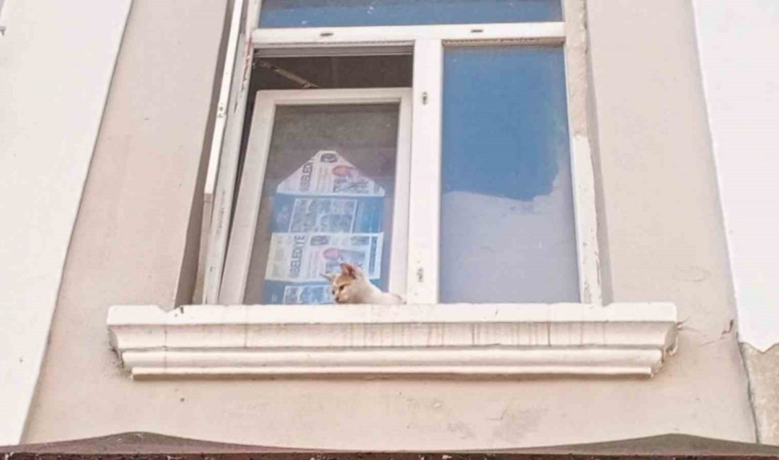 Samimi Bir Kahramanlık: Bafra’da Sıkışan Kedi Kurtarıldı Samsun’un Bafra ilçesi,