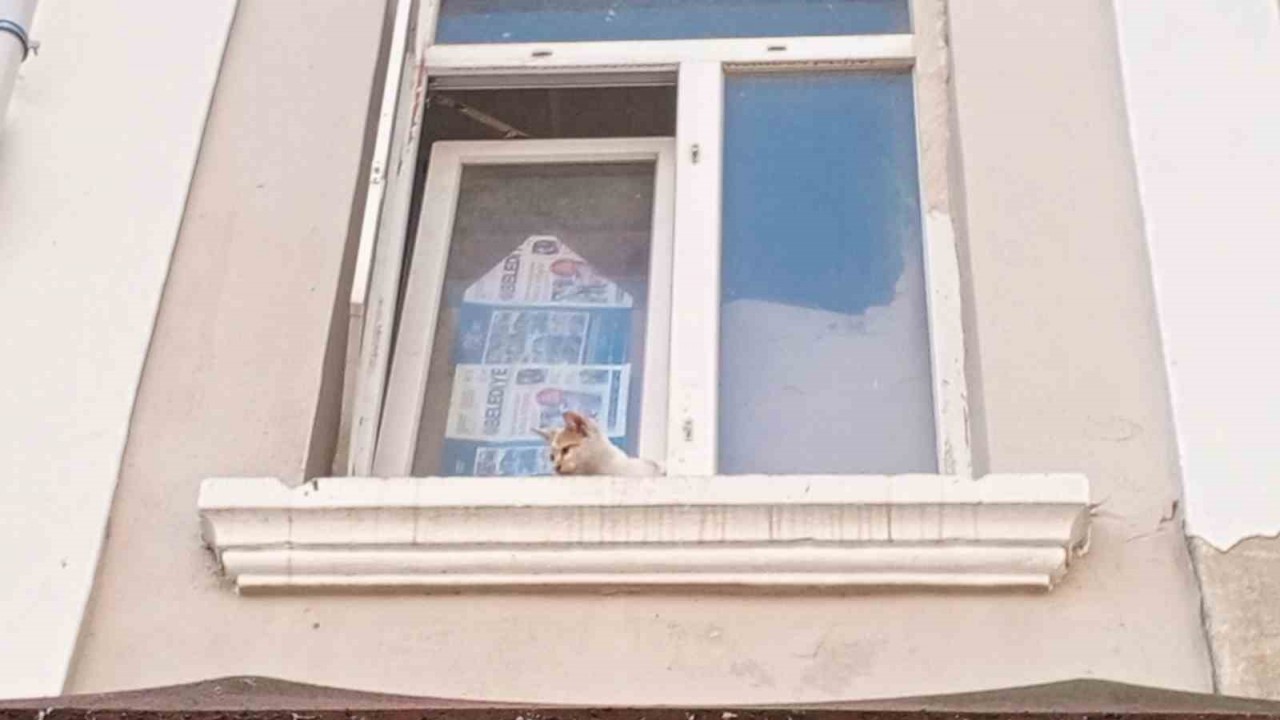 Samimi Bir Kahramanlık: Bafra’da Sıkışan Kedi Kurtarıldı Samsun’un Bafra ilçesi,
