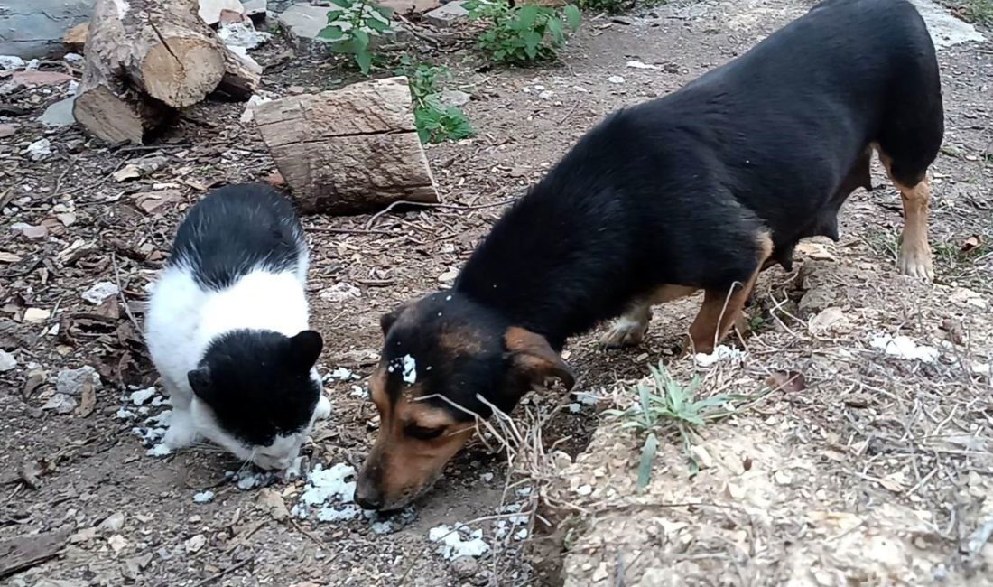 Sokak Dostları: Kedi ve Köpeğin Sevgi Dolu Hikayesi Samsun’un Kavak