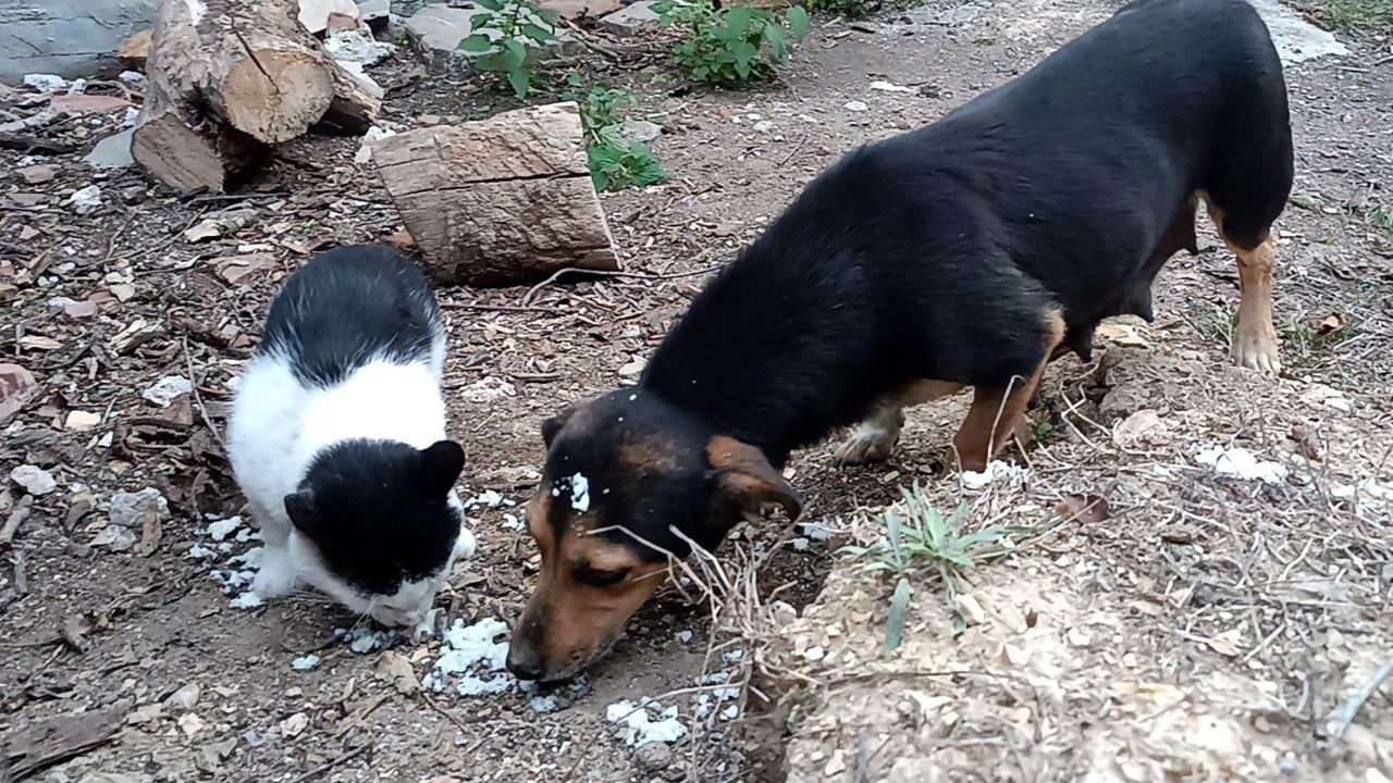 Sokak Dostları: Kedi ve Köpeğin Sevgi Dolu Hikayesi Samsun’un Kavak