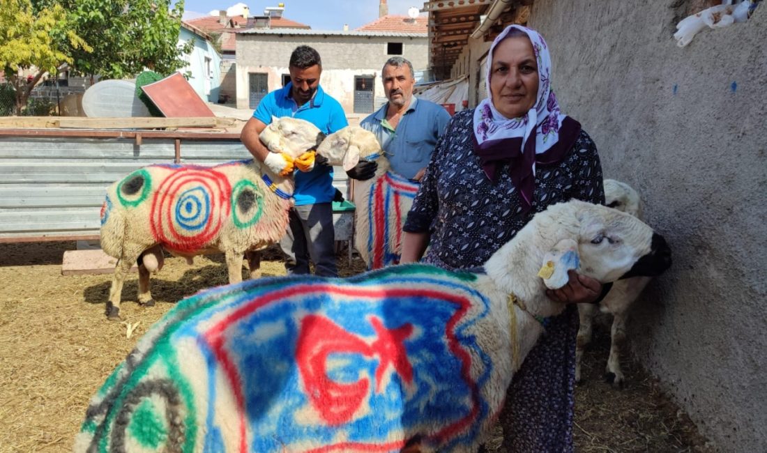 Kayseri’nin Sarıoğlan ilçesinde koçlar süslendi, sürüye katıldı! Kayseri’nin Sarıoğlan ilçesi,